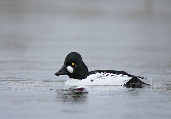 Schellente (Bucephala clangula)