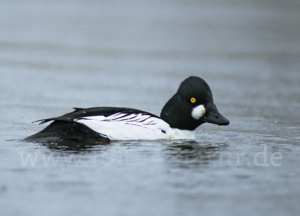 Schellente (Bucephala clangula)