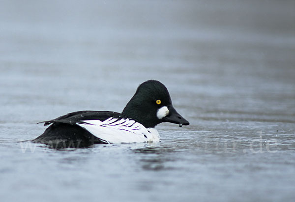 Schellente (Bucephala clangula)