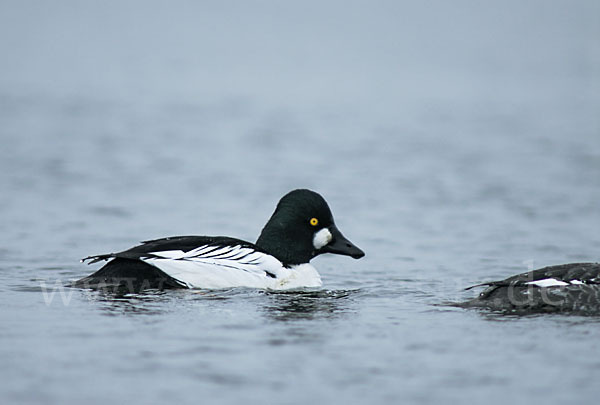 Schellente (Bucephala clangula)