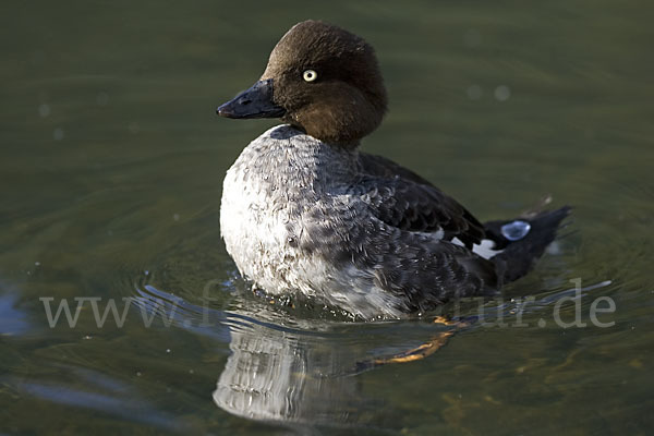 Schellente (Bucephala clangula)