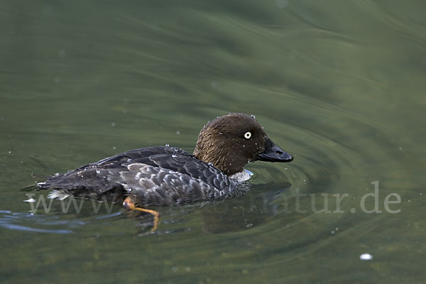 Schellente (Bucephala clangula)