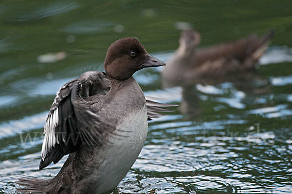 Schellente (Bucephala clangula)