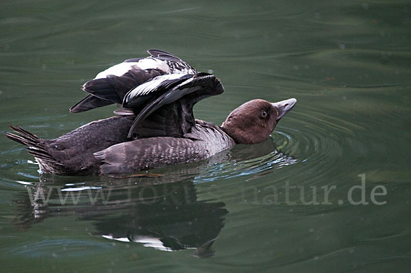 Schellente (Bucephala clangula)