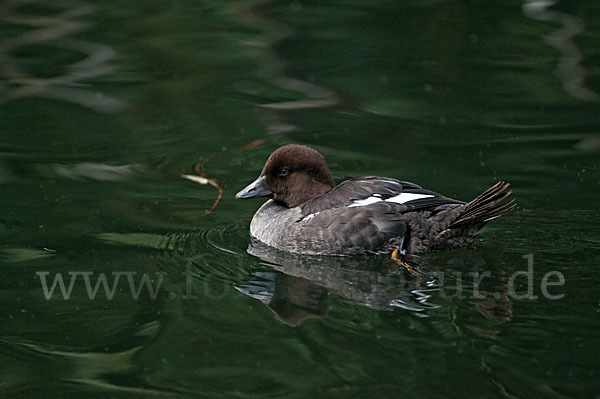 Schellente (Bucephala clangula)