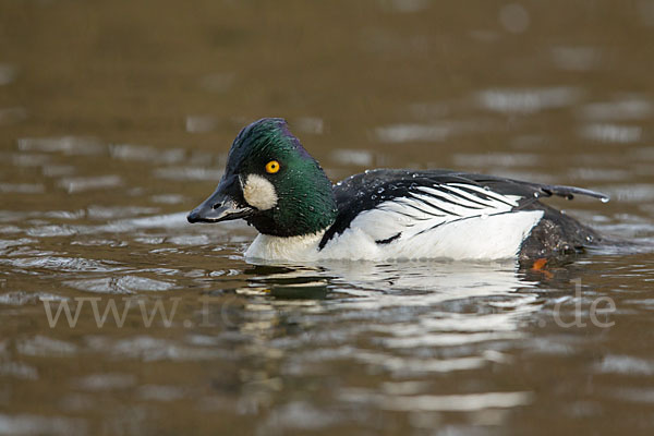 Schellente (Bucephala clangula)