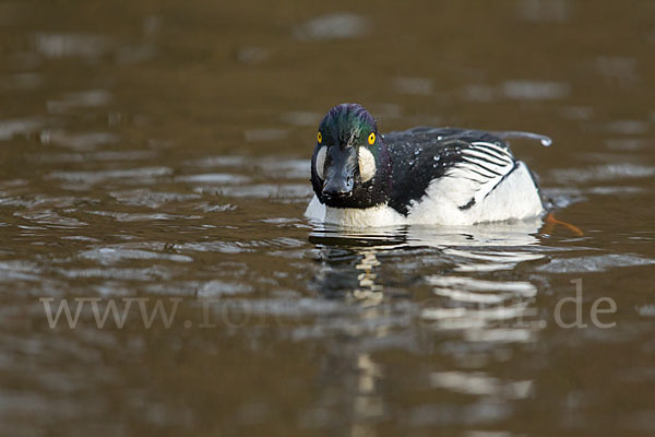 Schellente (Bucephala clangula)