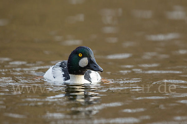 Schellente (Bucephala clangula)