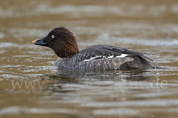 Schellente (Bucephala clangula)