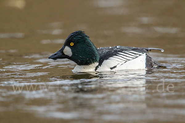 Schellente (Bucephala clangula)