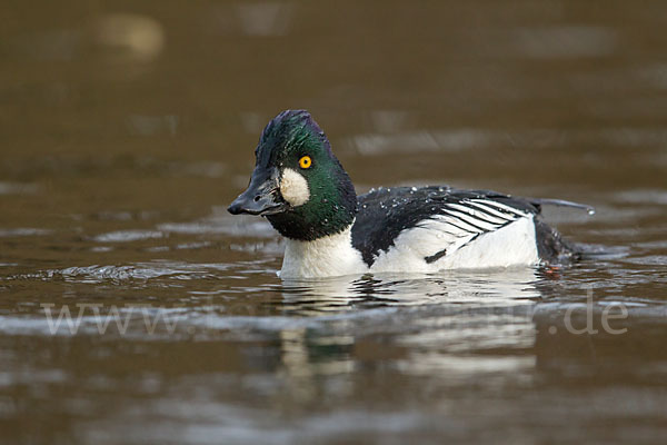 Schellente (Bucephala clangula)