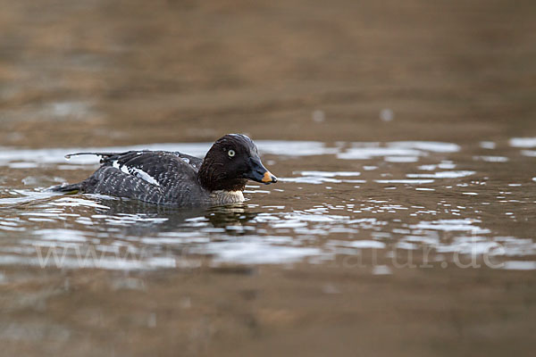 Schellente (Bucephala clangula)