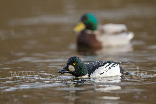 Schellente (Bucephala clangula)