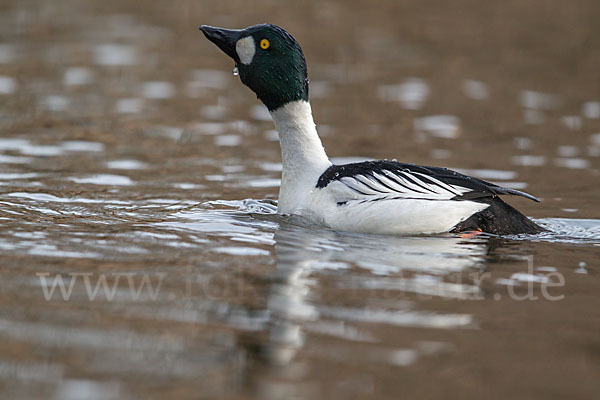 Schellente (Bucephala clangula)