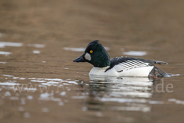 Schellente (Bucephala clangula)