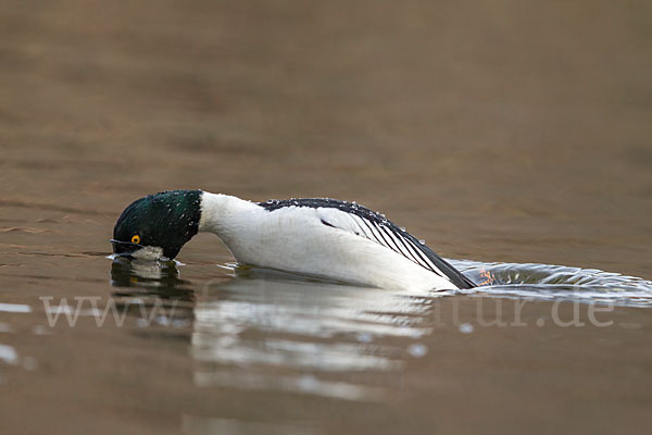 Schellente (Bucephala clangula)