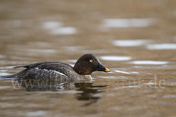 Schellente (Bucephala clangula)