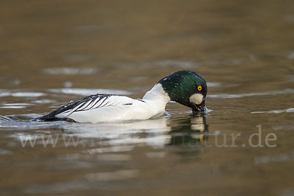 Schellente (Bucephala clangula)