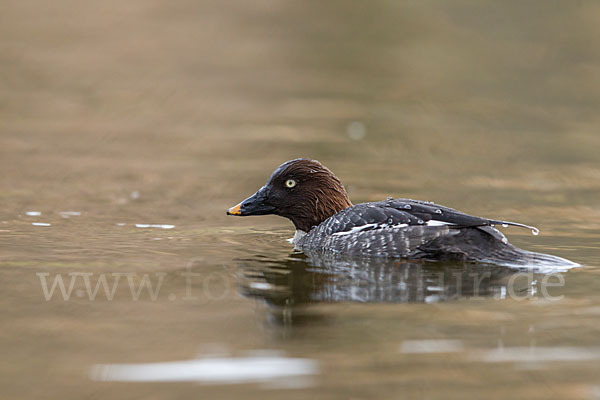 Schellente (Bucephala clangula)