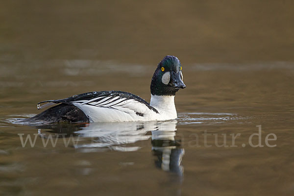 Schellente (Bucephala clangula)