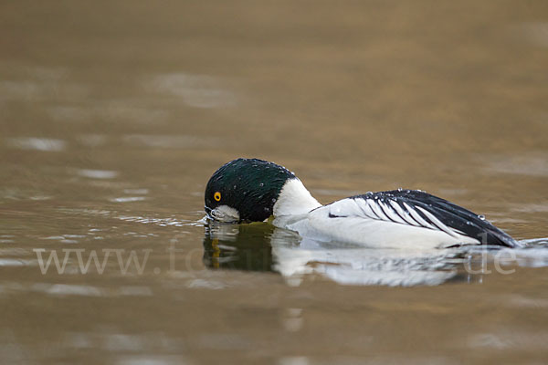 Schellente (Bucephala clangula)