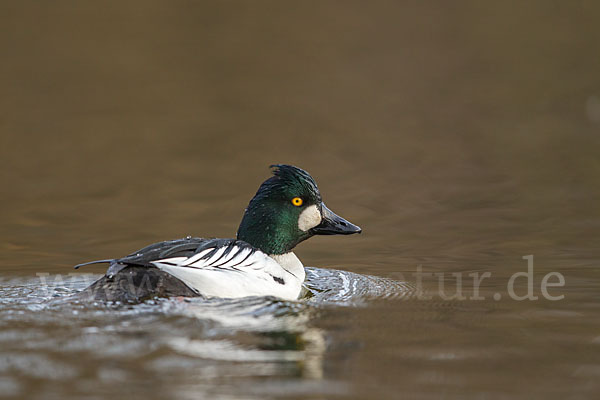 Schellente (Bucephala clangula)