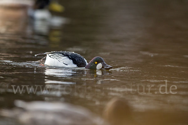 Schellente (Bucephala clangula)