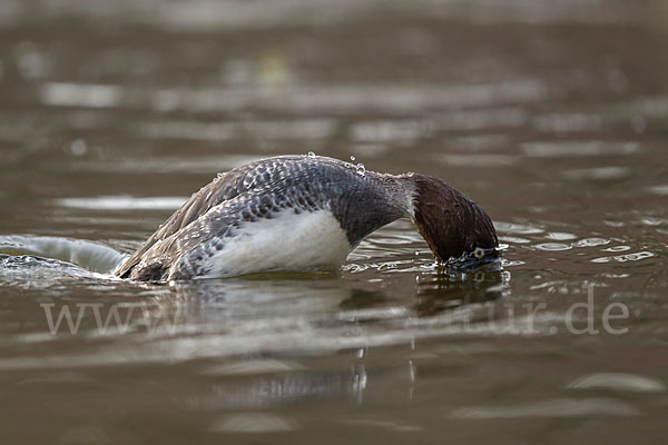 Schellente (Bucephala clangula)