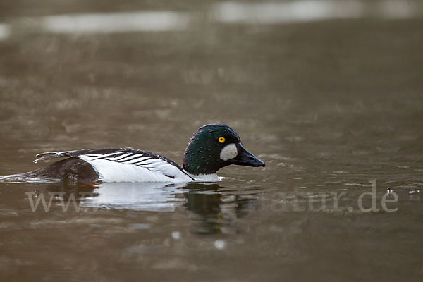 Schellente (Bucephala clangula)