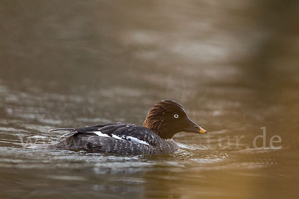 Schellente (Bucephala clangula)
