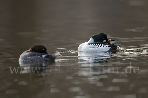 Schellente (Bucephala clangula)