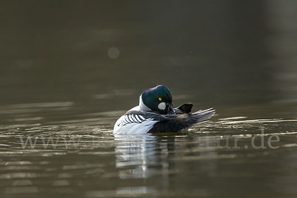 Schellente (Bucephala clangula)