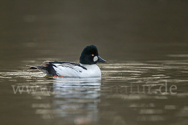 Schellente (Bucephala clangula)