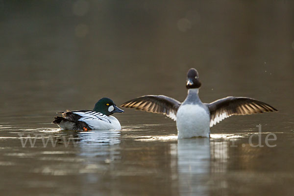 Schellente (Bucephala clangula)