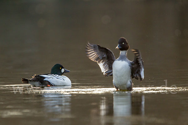 Schellente (Bucephala clangula)