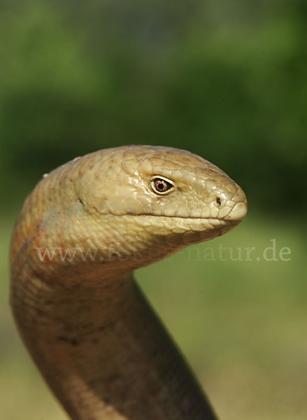 Scheltopusik (Pseudopus apodus)
