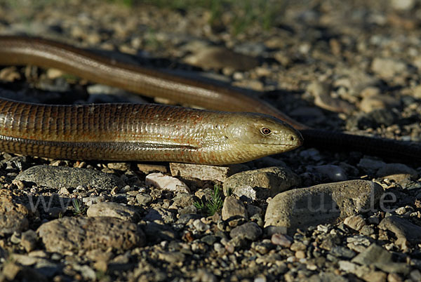 Scheltopusik (Pseudopus apodus)