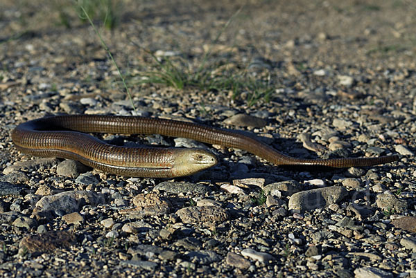 Scheltopusik (Pseudopus apodus)