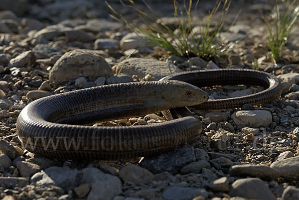 Scheltopusik (Pseudopus apodus)