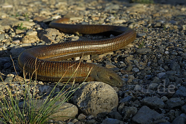 Scheltopusik (Pseudopus apodus)