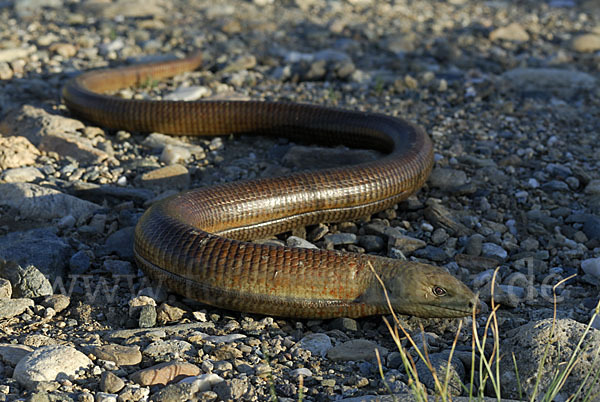 Scheltopusik (Pseudopus apodus)