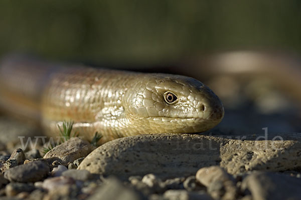 Scheltopusik (Pseudopus apodus)