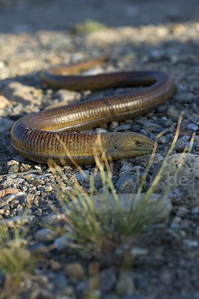 Scheltopusik (Pseudopus apodus)