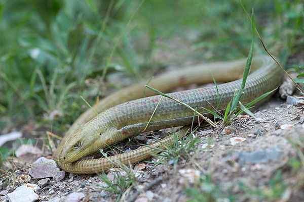 Scheltopusik (Pseudopus apodus)