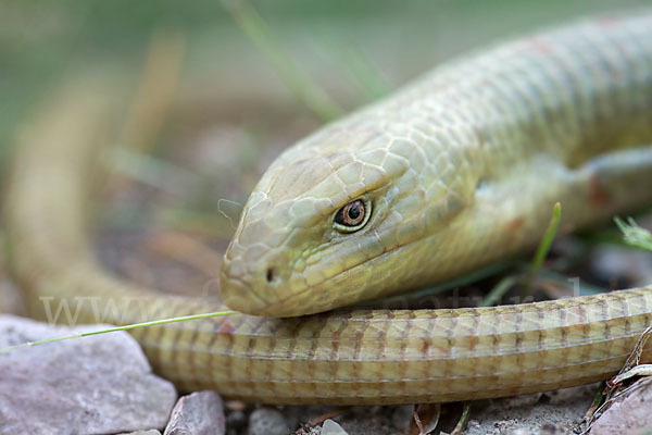 Scheltopusik (Pseudopus apodus)