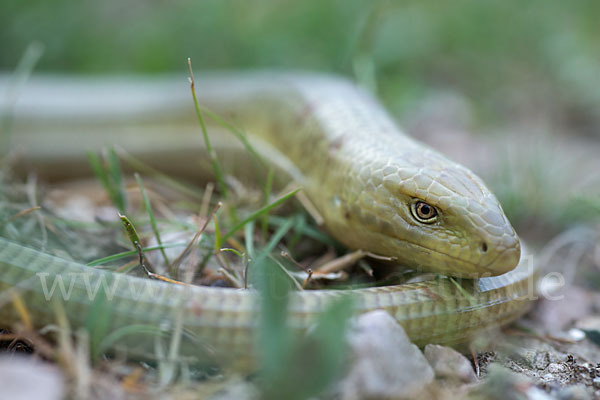 Scheltopusik (Pseudopus apodus)