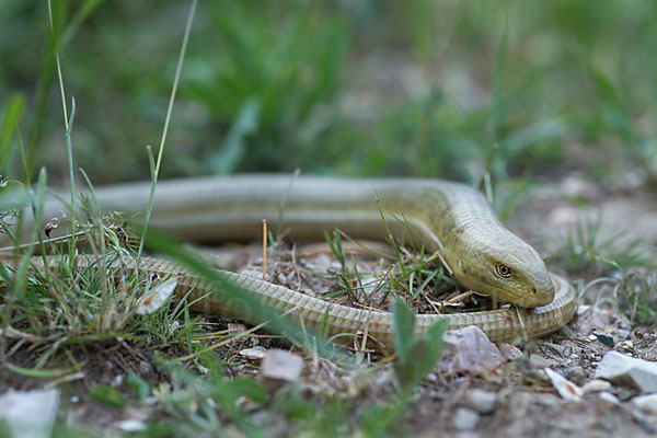 Scheltopusik (Pseudopus apodus)