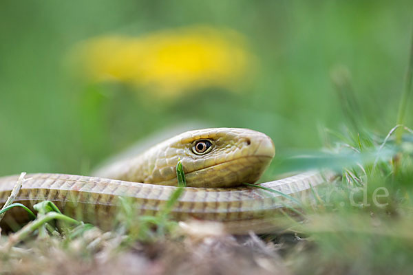 Scheltopusik (Pseudopus apodus)