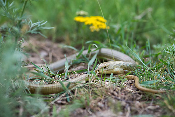 Scheltopusik (Pseudopus apodus)