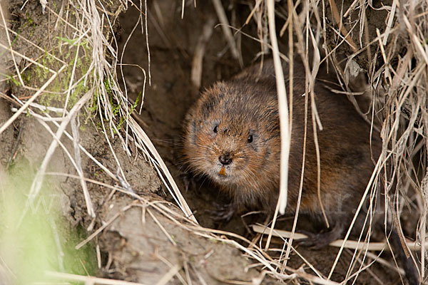 Schermaus (Arvicola terrestris)